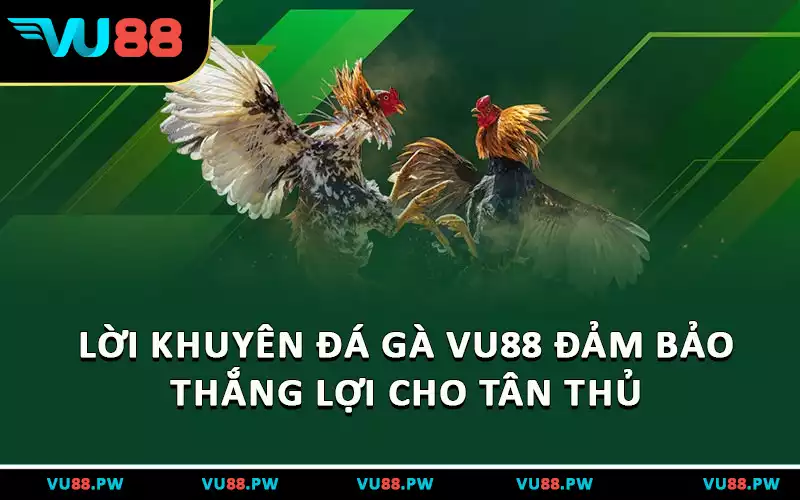 Lời khuyên đá gà VU88 đảm bảo thắng lợi cho tân thủ